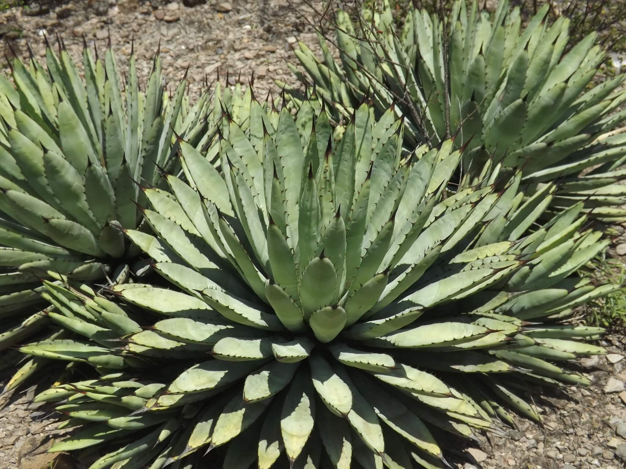 Agave macroacantha